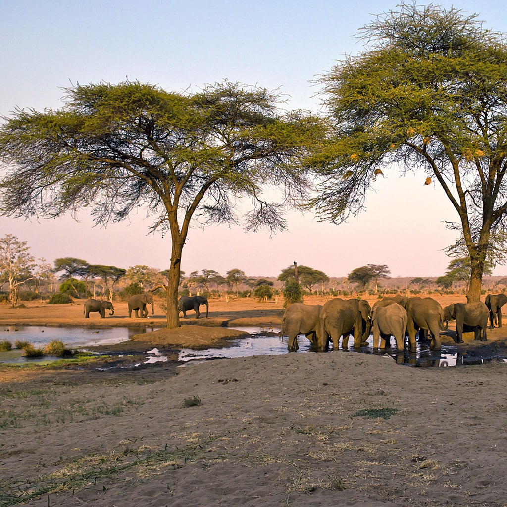 Elefantenherde auf Botswana Camping Safari Gruppe