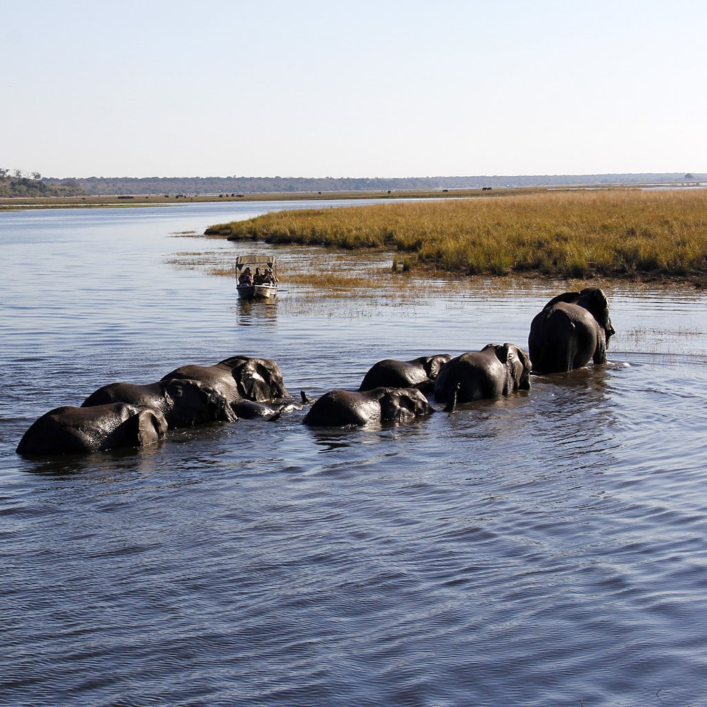 Elefantenherde im Chobe River auf Privatsafari in Namibia und Botswana