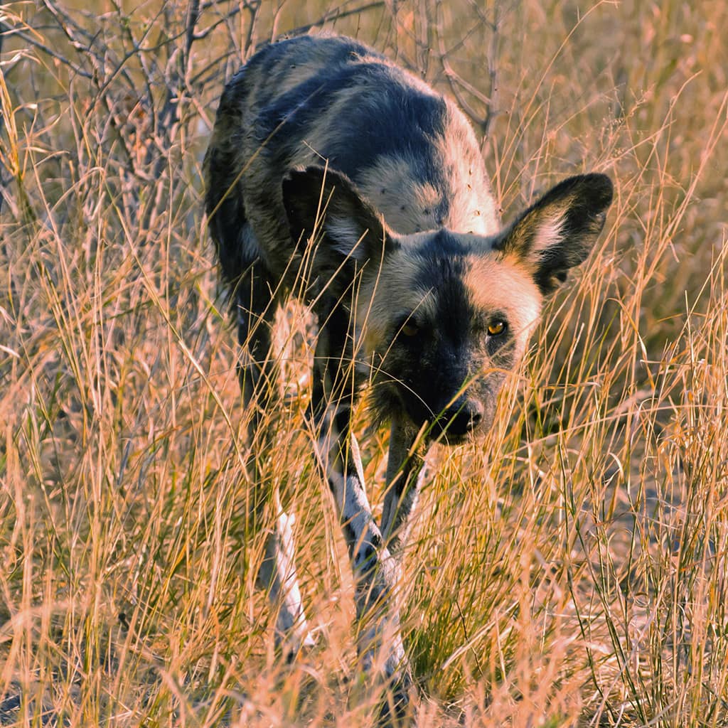 Afrikanischer Wildhund Sambia Afrika Safari