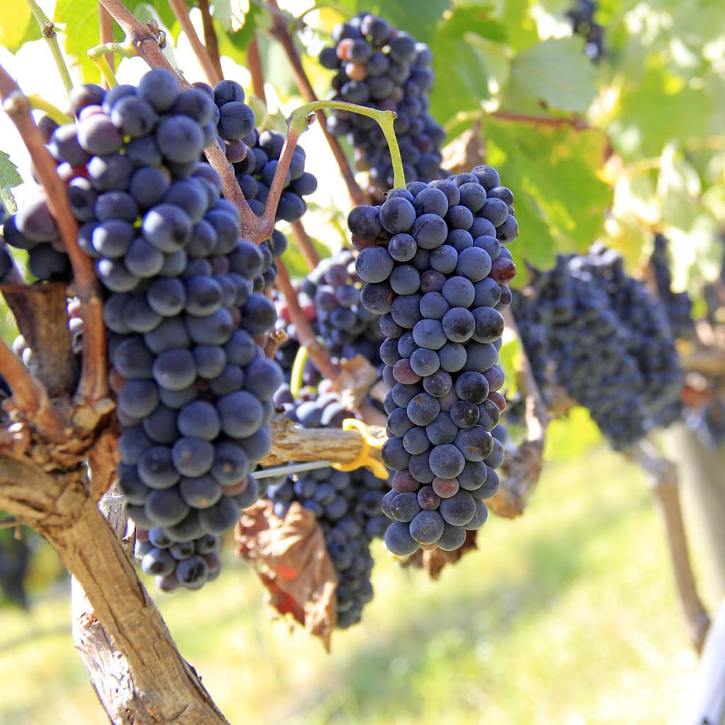 Stellenbosch Rundreise Mietwagen Sieben Tage