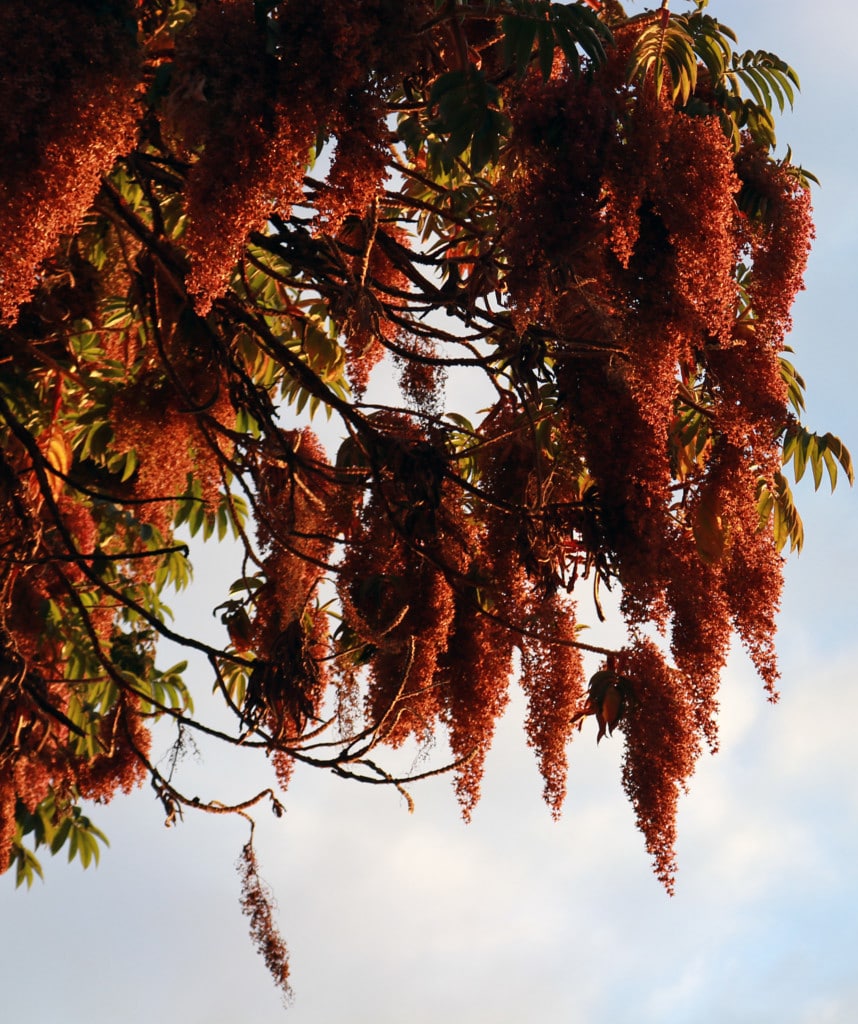 Pflanzenwelt Kilimanjaro Marangu Route