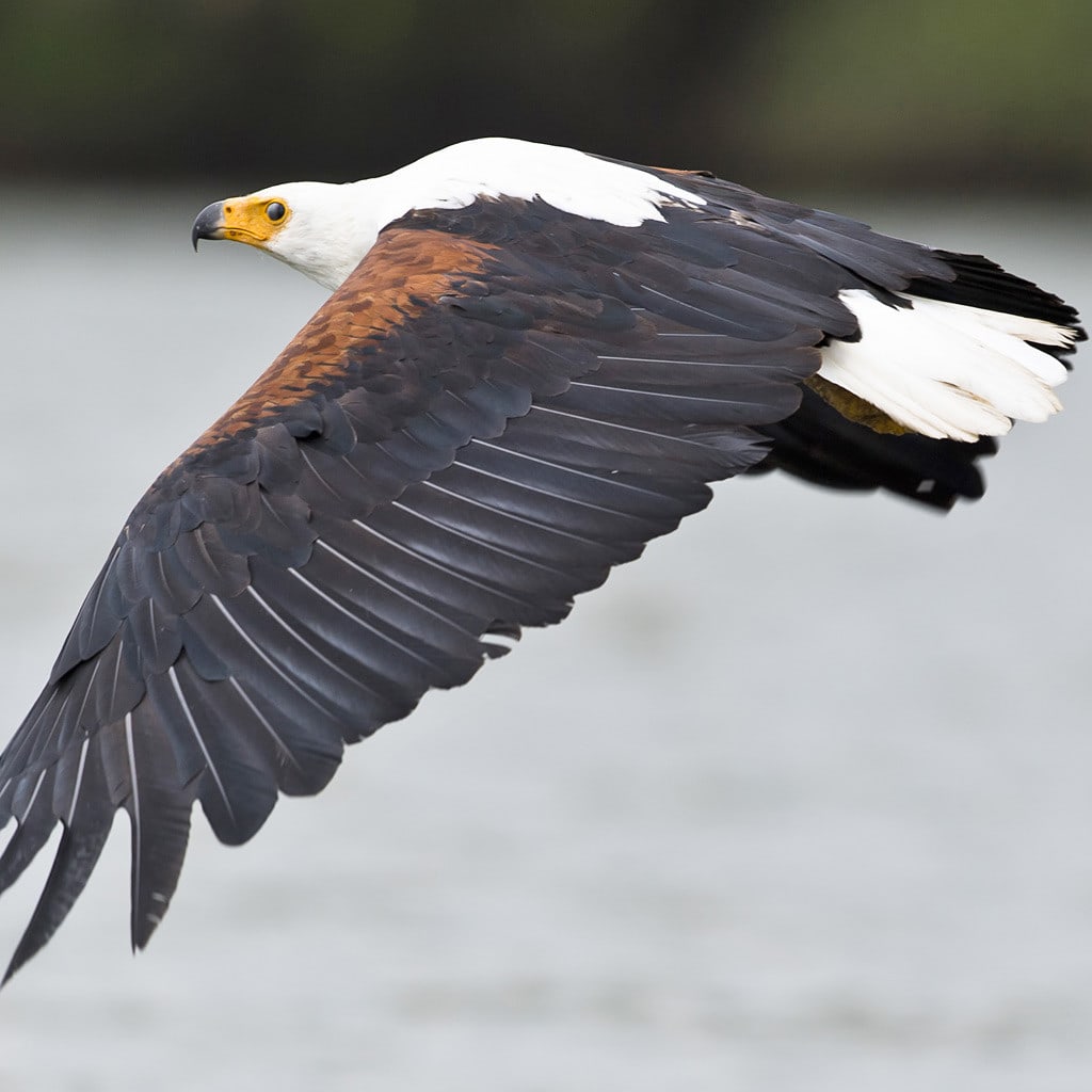 Fishadler Privatsafari in Uganda