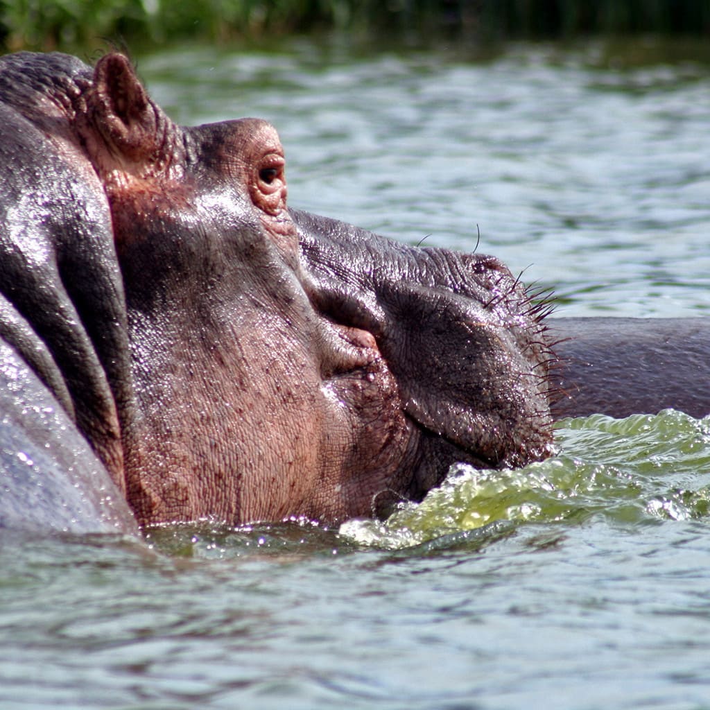 Uganda Rundreise Gefuehrt