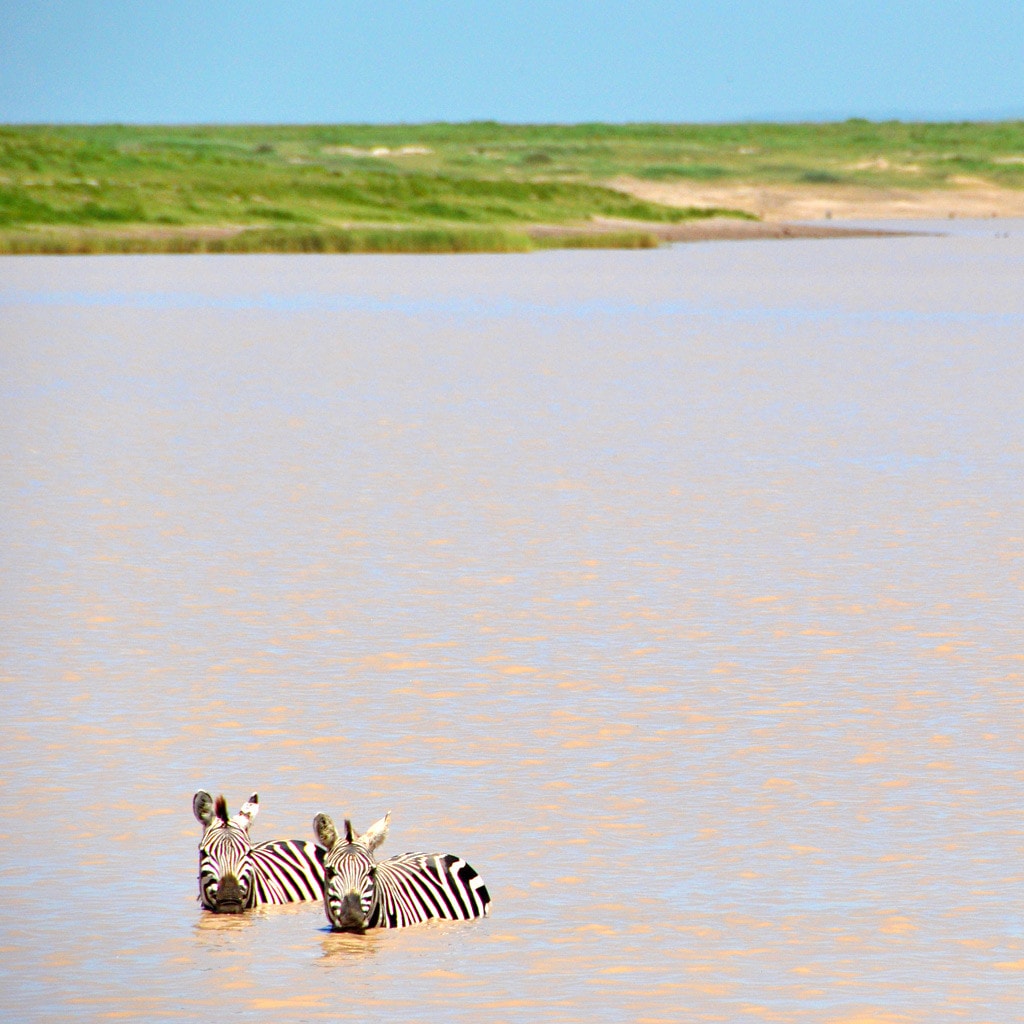 Zwei Zebras am Wasserloch 5 Tage Lodge Safari in Tansania
