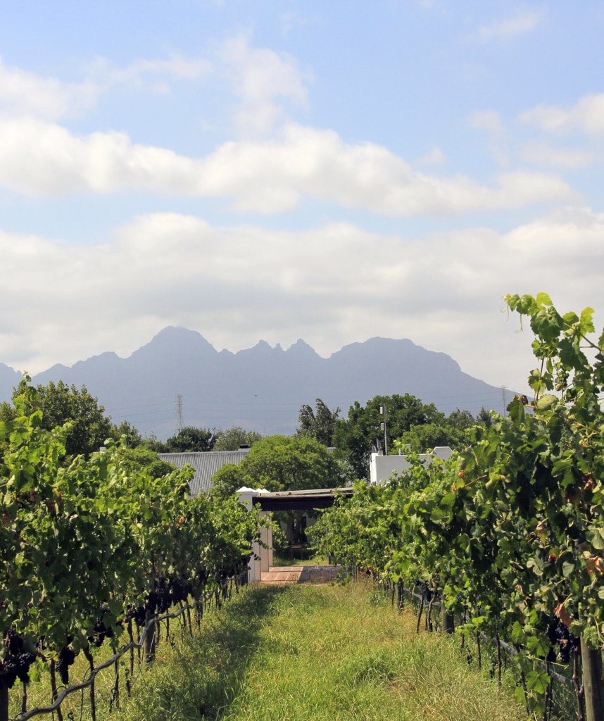 Safaris Südafrika Winelands