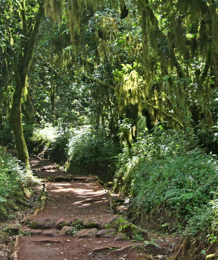 Tag 7 Lemosho Route Kilimanjaro