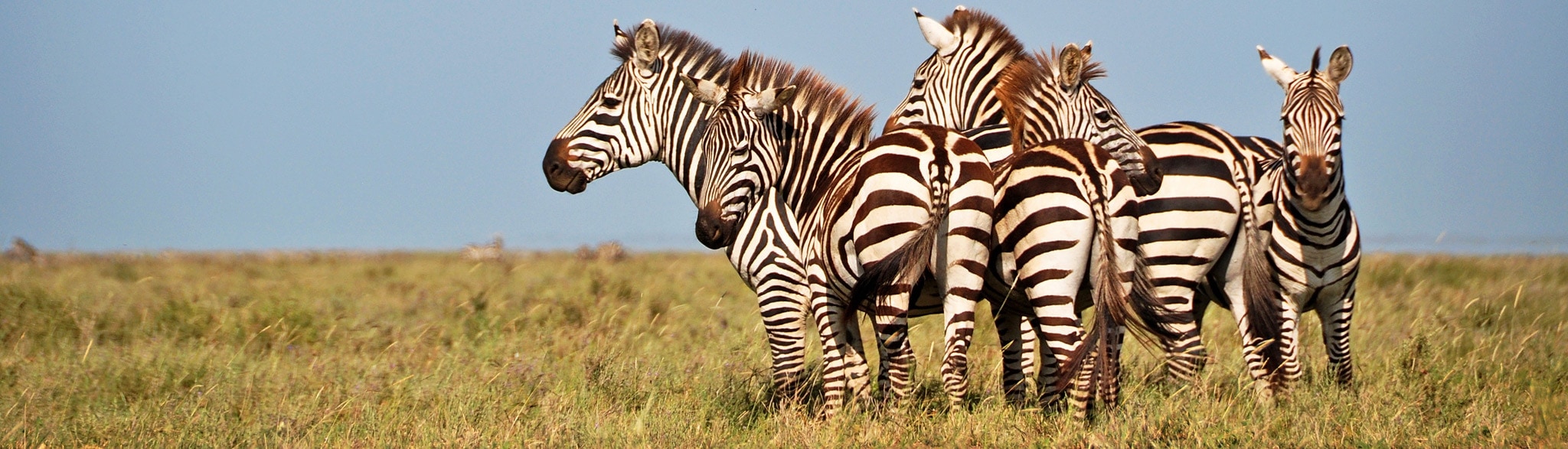 Zebraherde auf 7-tägiger Tansania Safari