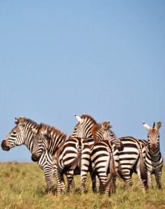 Zebraherde auf 7-tägiger Tansania Safari