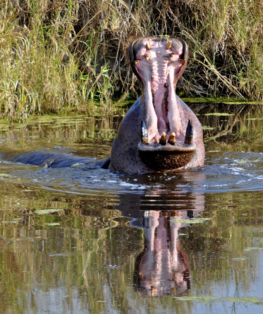 Tansania Safaris Selous Flusspferd