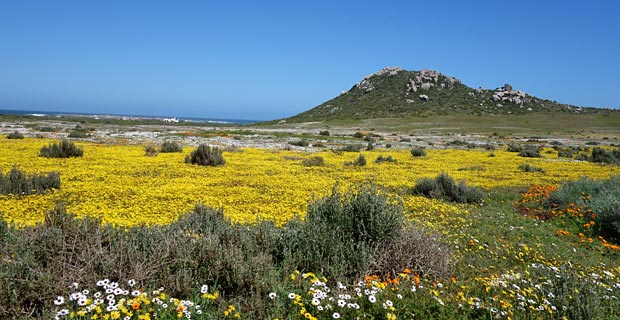 West Coast Nationalpark welche schönste Südafrika