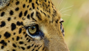 Nahaufnahme Leopardenauge