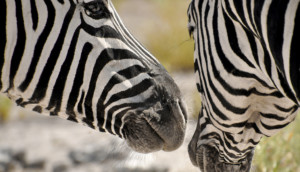 Nahaufnahme von zwei Zebraköpfen