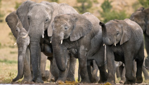 Elefantenherde am Wasserloch gesehen auf einer Afrika Safari in Sambia