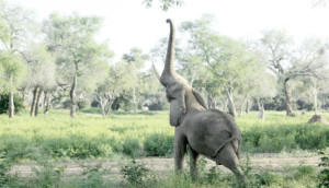Elefant streckt den Rüssel nach Früchten im Baum