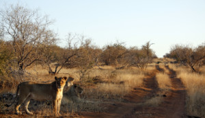 Löwin neben Schotterstraße gesehen auf Afrika Safari Pirschfahrt in Südafrika