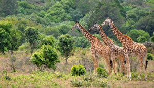 Drei Giraffen vor dichtem Wald im Arusha Nationalpark in Tansania