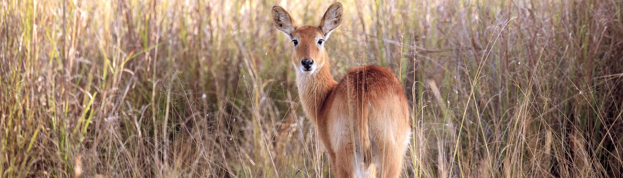 Sambia Safari