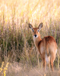 Sambia Safari