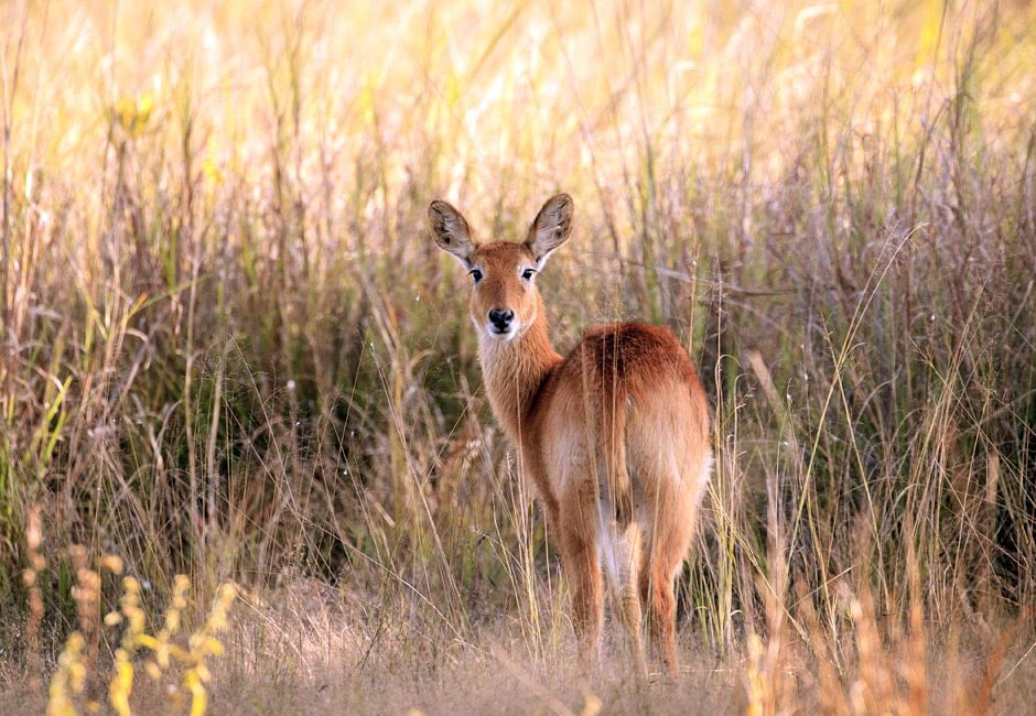 Sambia Safari