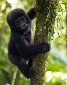 Berggorilla Trekking Ruanda