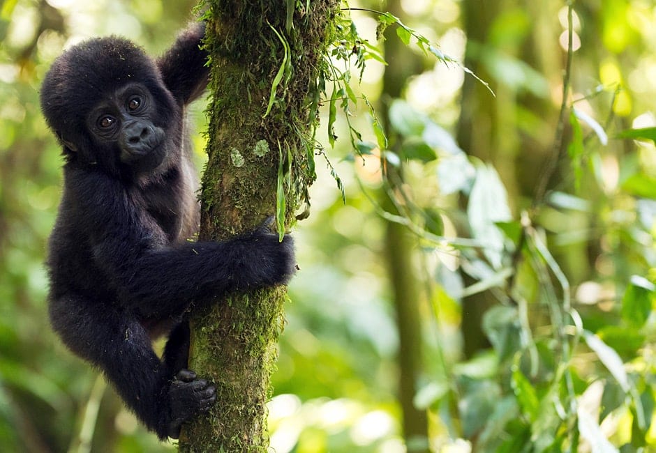 Berggorilla Trekking Ruanda