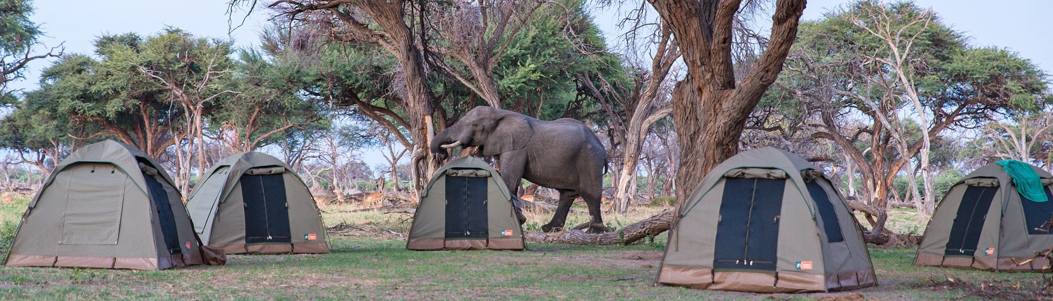 Botswana Highlights 11 Tage Camping Safari