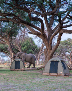 Botswana Highlights 11 Tage Camping Safari