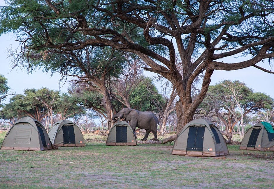 Botswana Highlights 11 Tage Camping Safari