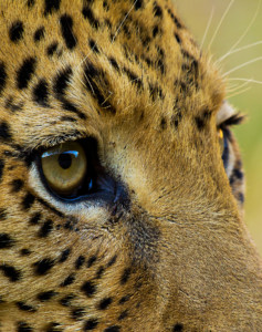 Botswana Safari Deutschsprachig