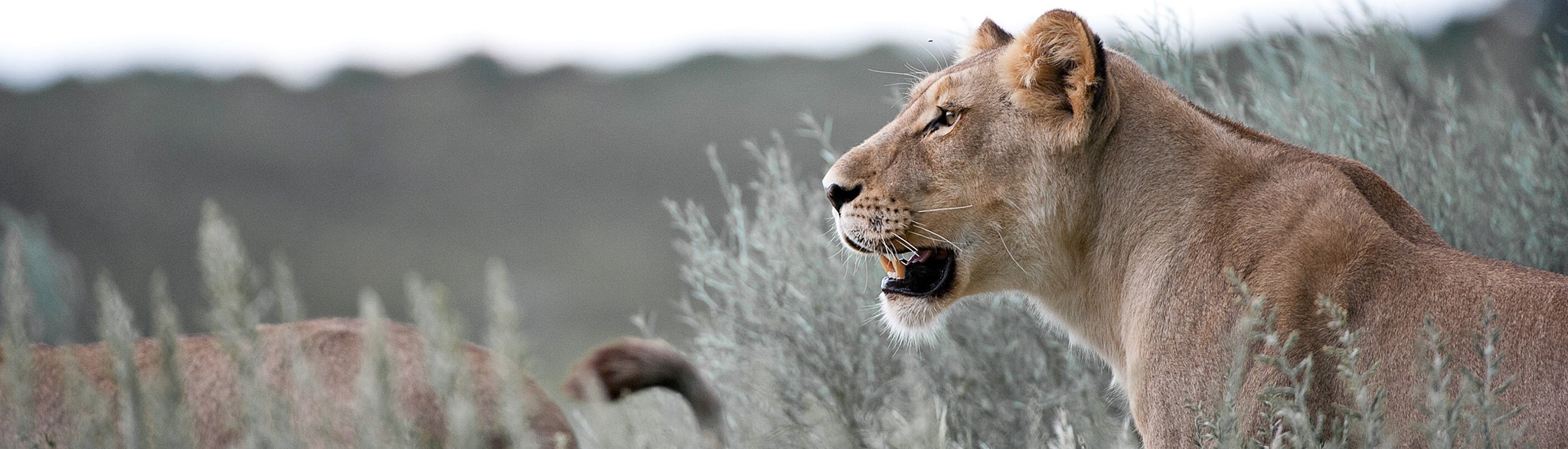 Camping Safari Botswana
