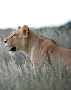 Camping Safari Botswana
