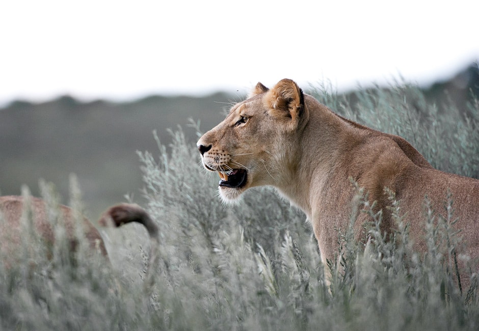 Camping Safari Botswana