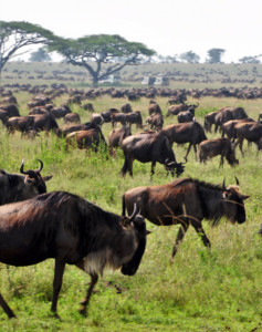 Camping Safari Kenia und Tansania