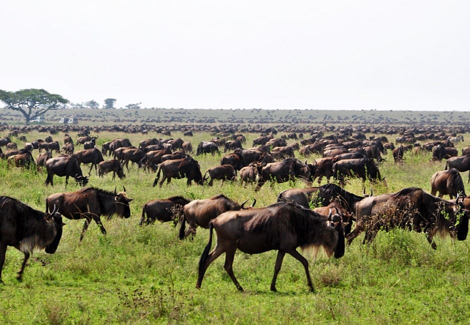 Gnuherde Kenia und Tansania Campingreise