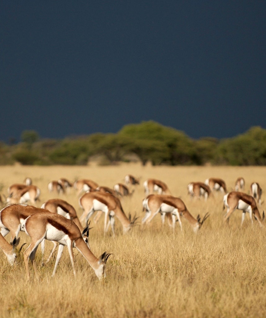 Gruppenreisen in Botswana Highlight Central Kalahari