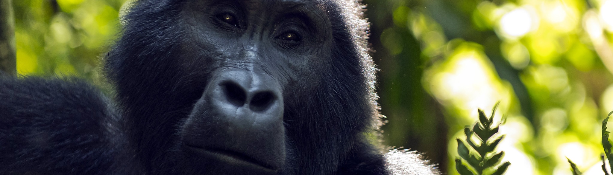 Entebbe Gorilla Safari
