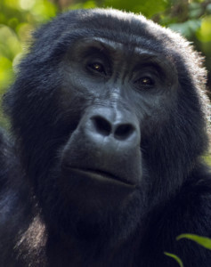 Entebbe Gorilla Safari