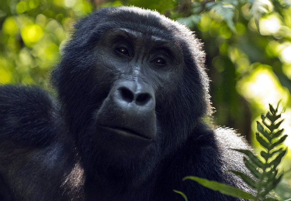 Entebbe Gorilla Safari