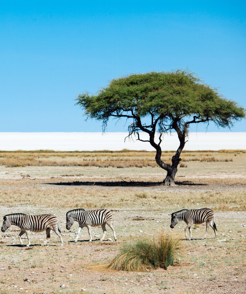 Trekking Touren Namibia Highlight Etosha Nationalpark