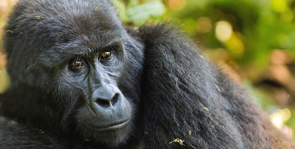 Gorilla Trekking