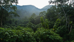 Trekking Reisen Gorilla Trekking Reiseziele