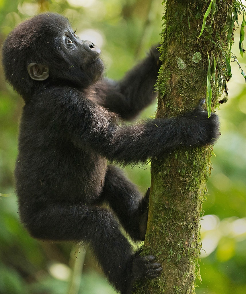 Gorilla Trekking Ruanda