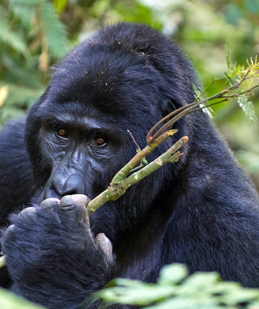 Gorilla Trekking Uganda