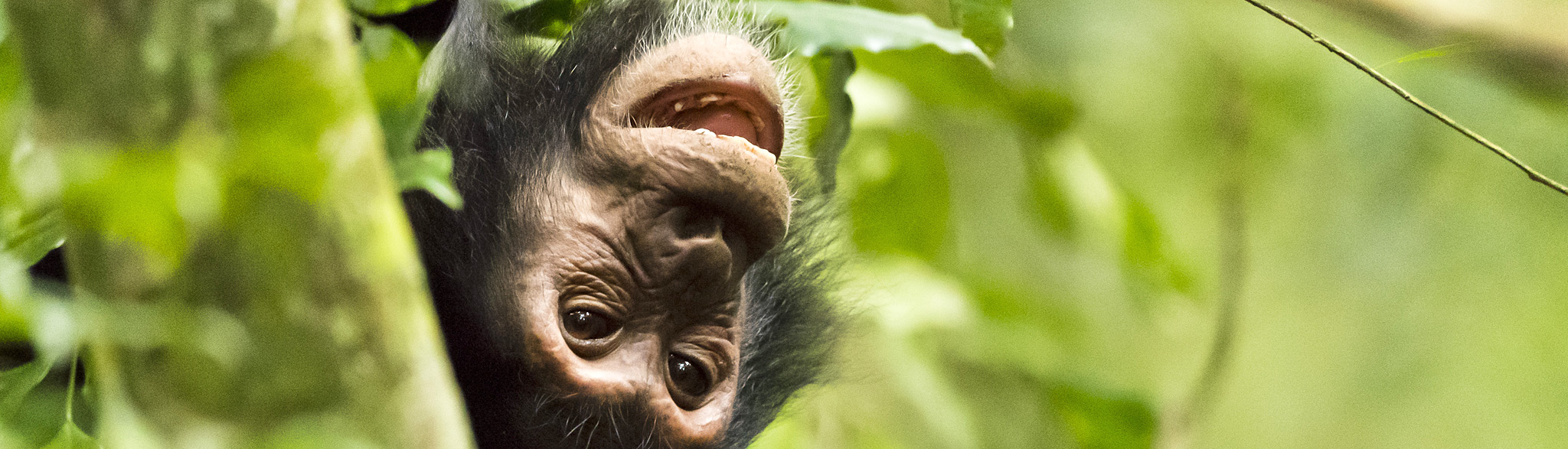 Schimpanse Uganda Gorilla Safari