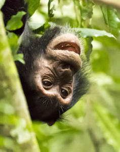 Schimpanse Uganda Gorilla Safari