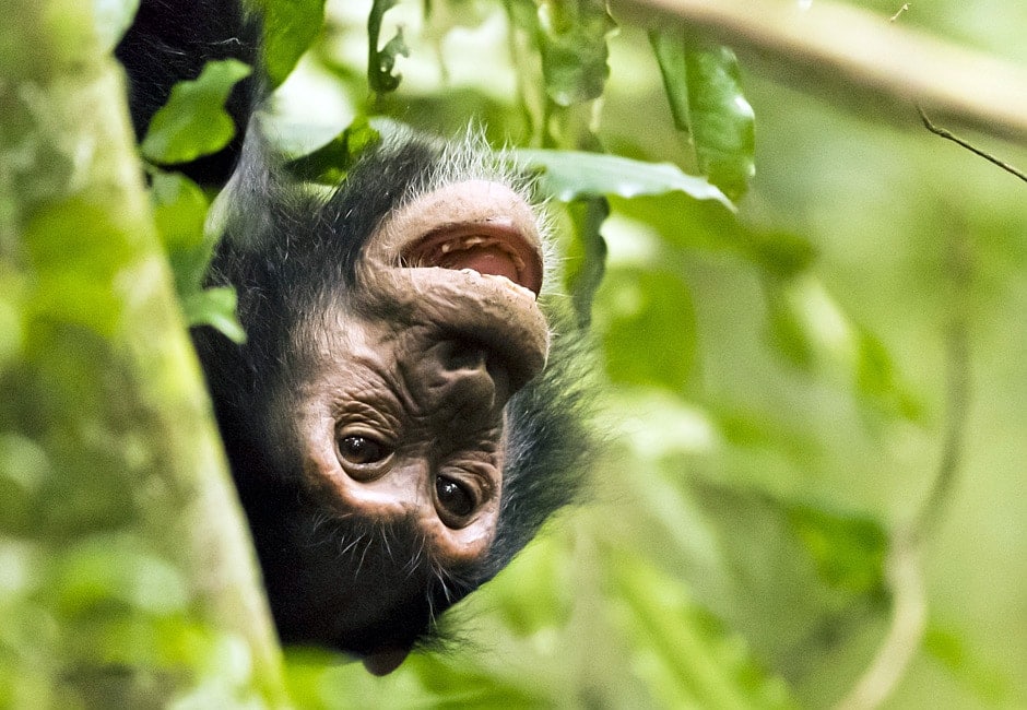Schimpanse Uganda Gorilla Safari