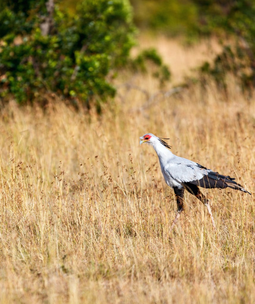 Gruppenreisen in Kenia Highlight Lake Nakuru Nationalpark
