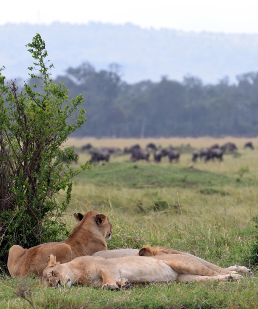 Gruppenreisen in Kenia Highlight Masai Mara Game Reserve