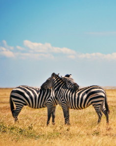 Gruppenreise Kenia Tansania