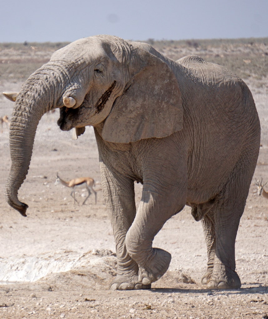 Gruppenreisen in Namibia Highlight Etosha Nationalpark